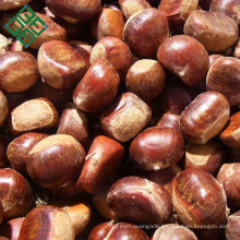 raw processing fresh chestnut for sale from China shandong